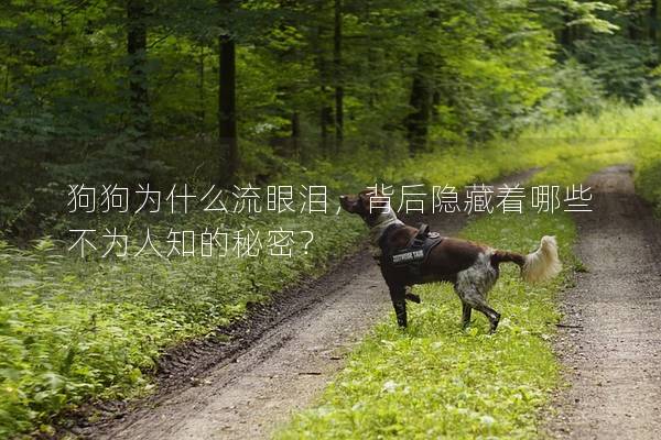 狗狗為什么流眼淚，背后隱藏著哪些不為人知的秘密？