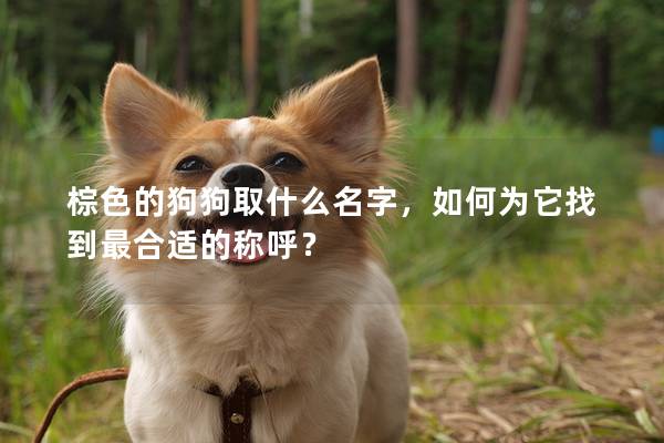 棕色的狗狗取什么名字，如何為它找到最合適的稱呼？