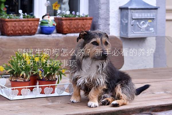 剛出生狗狗怎么養？新手必看的養護技巧與注意事項