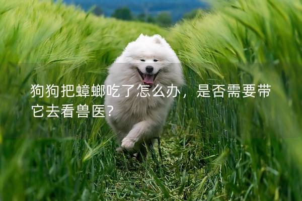 狗狗把蟑螂吃了怎么辦，是否需要帶它去看獸醫？