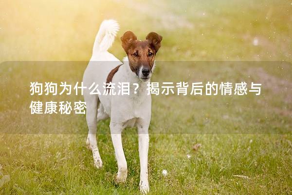 狗狗為什么流淚?揭示背后的情感與健康秘密 狗狗為什么流淚?揭示背后的情感與健康秘密