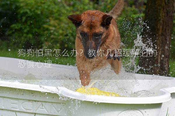 狗狗怕黑怎么辦?教你幾招緩解它的恐懼心理 狗狗怕黑怎么辦?教你幾招緩解它的恐懼心理