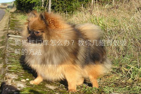 狗狗肛門癢怎么辦？教你幾招有效緩解的方法