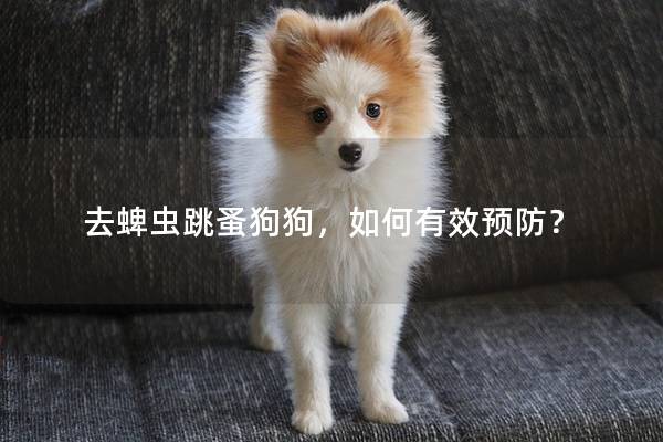 去蜱蟲跳蚤狗狗，如何有效預(yù)防？