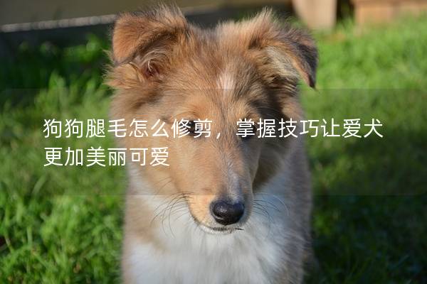 狗狗腿毛怎么修剪，掌握技巧讓愛犬更加美麗可愛