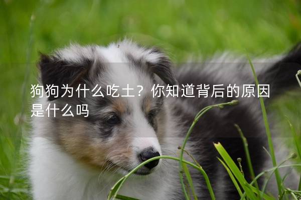 狗狗為什么吃土？你知道背后的原因是什么嗎