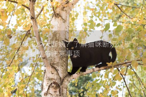 貓咪多少天斷奶?了解貓咪斷奶過程的重要性與注意事項 貓咪多少天斷奶?了解貓咪斷奶過程的重要性與注意事項