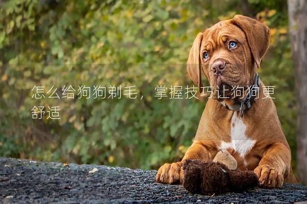 怎么給狗狗剃毛，掌握技巧讓狗狗更舒適