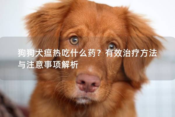 狗狗犬瘟熱吃什么藥？有效治療方法與注意事項解析