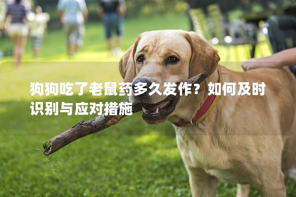 狗狗吃了老鼠藥多久發作？如何及時識別與應對措施