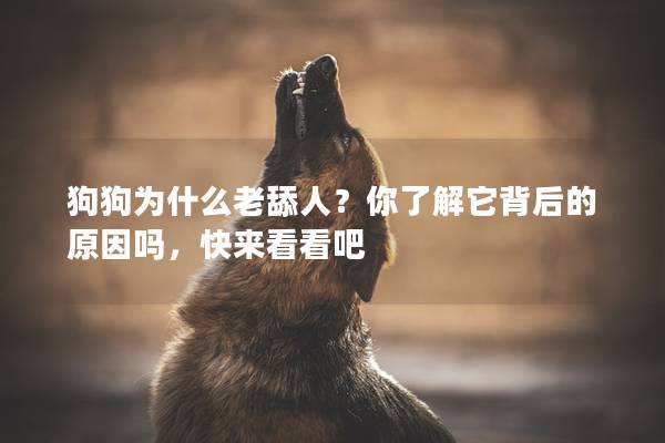 狗狗為什么老舔人?你了解它背后的原因嗎,快來看看吧 狗狗為什么老舔人?你了解它背后的原因嗎,快來看看吧
