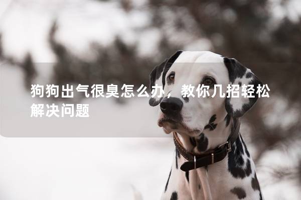 狗狗出氣很臭怎么辦，教你幾招輕松解決問題