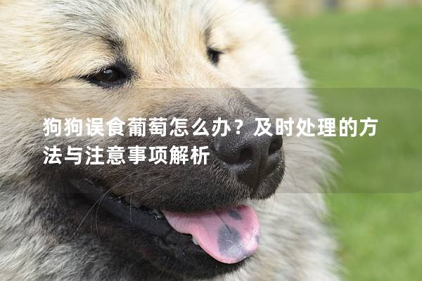 狗狗誤食葡萄怎么辦?及時(shí)處理的方法與注意事項(xiàng)解析 狗狗誤食葡萄怎么辦?及時(shí)處理的方法與注意事項(xiàng)解析