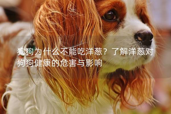 狗狗為什么不能吃洋蔥？了解洋蔥對狗狗健康的危害與影響