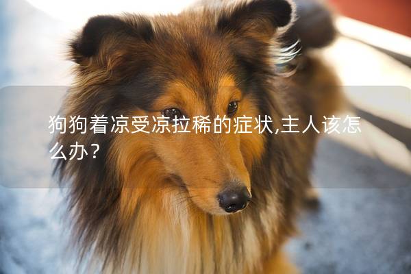 狗狗著涼受涼拉稀的癥狀,主人該怎么辦? 狗狗著涼受涼拉稀的癥狀,主人該怎么辦?