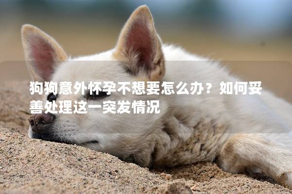 狗狗意外懷孕不想要怎么辦？如何妥善處理這一突發情況