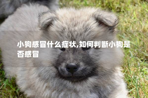小狗感冒什么癥狀,如何判斷小狗是否感冒 小狗感冒什么癥狀,如何判斷小狗是否感冒