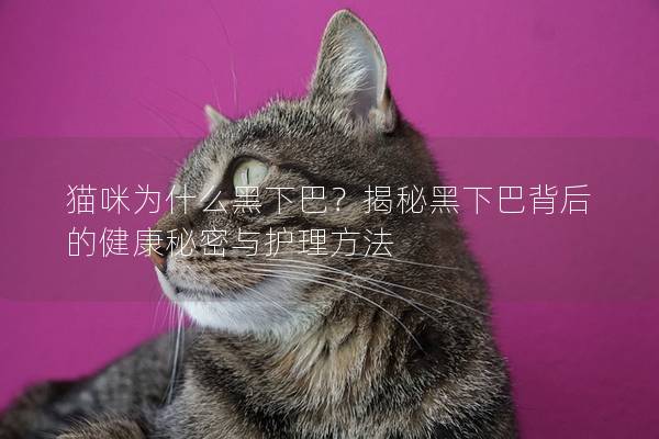 貓咪為什么黑下巴？揭秘黑下巴背后的健康秘密與護理方法