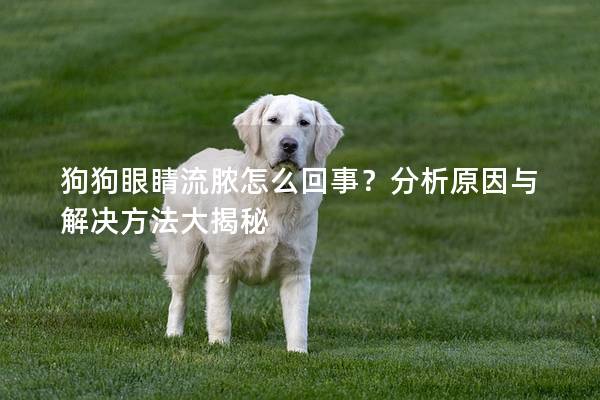 狗狗眼睛流膿怎么回事？分析原因與解決方法大揭秘