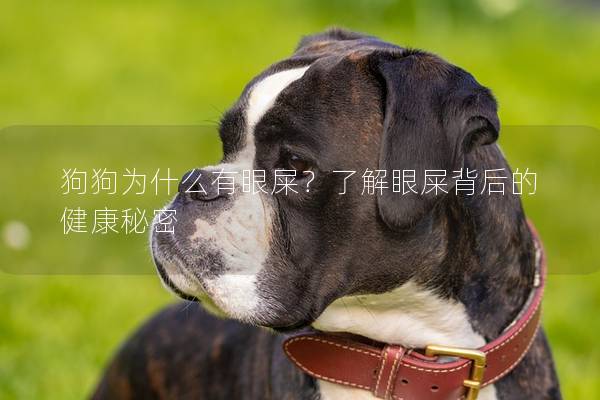 狗狗為什么有眼屎？了解眼屎背后的健康秘密