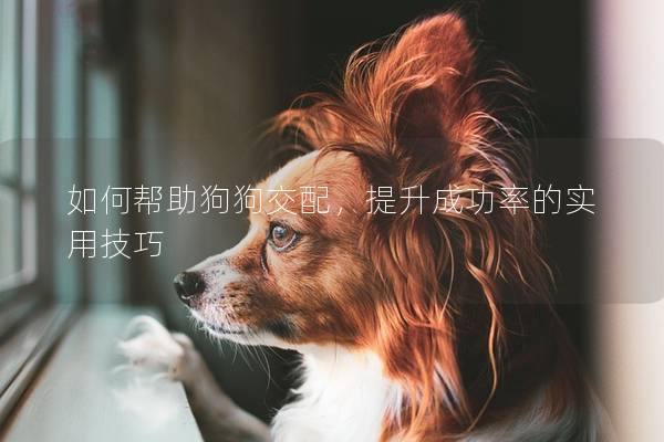 如何幫助狗狗交配，提升成功率的實用技巧