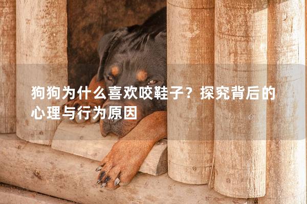 狗狗為什么喜歡咬鞋子？探究背后的心理與行為原因