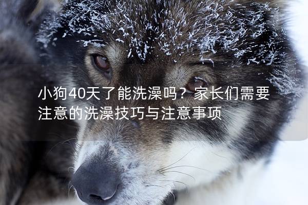 小狗40天了能洗澡嗎？家長們需要注意的洗澡技巧與注意事項