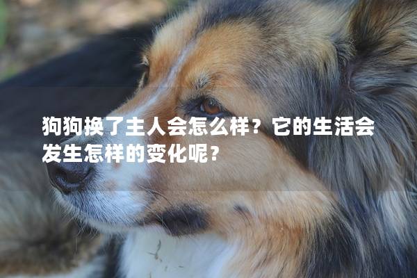 狗狗換了主人會怎么樣？它的生活會發生怎樣的變化呢？
