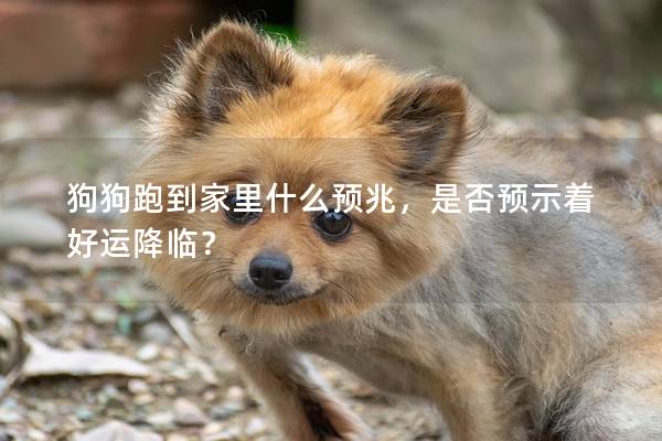 狗狗跑到家里什么預兆，是否預示著好運降臨？