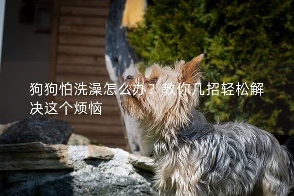 狗狗怕洗澡怎么辦？教你幾招輕松解決這個煩惱