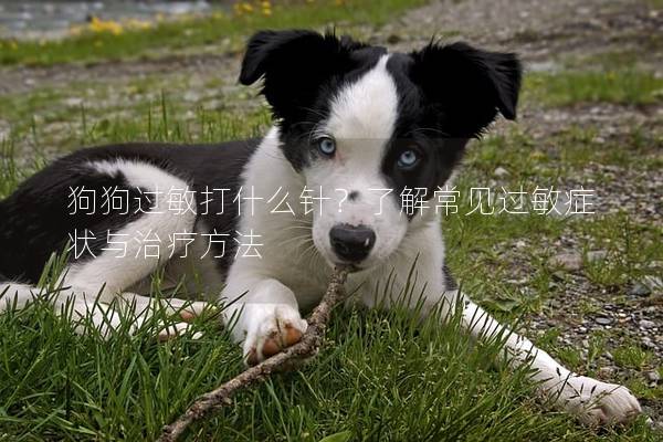 狗狗過敏打什么針？了解常見過敏癥狀與治療方法