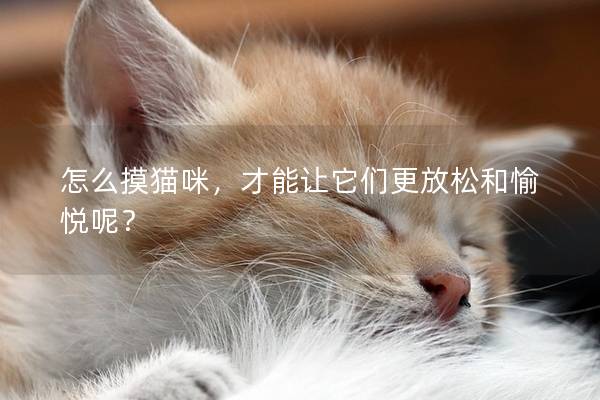 怎么摸貓咪，才能讓它們更放松和愉悅呢？