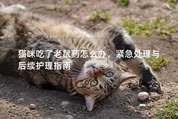 貓咪吃了老鼠藥怎么辦，緊急處理與后續護理指南