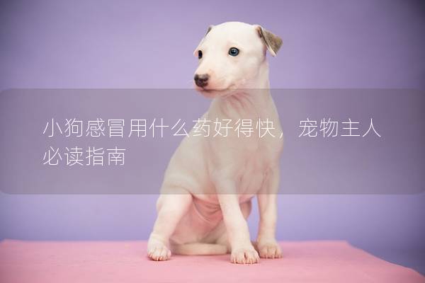 小狗感冒用什么藥好得快,寵物主人必讀指南 小狗感冒用什么藥好得快,寵物主人必讀指南