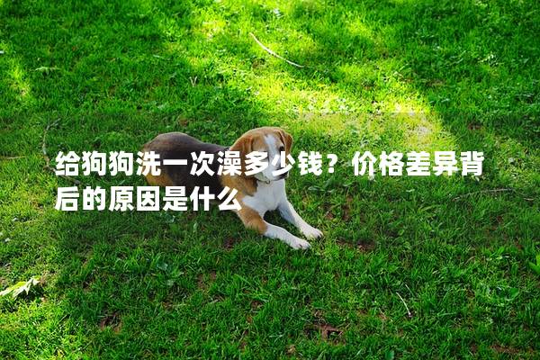 給狗狗洗一次澡多少錢？?jī)r(jià)格差異背后的原因是什么
