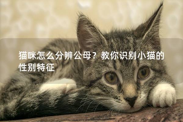 貓咪怎么分辨公母？教你識別小貓的性別特征