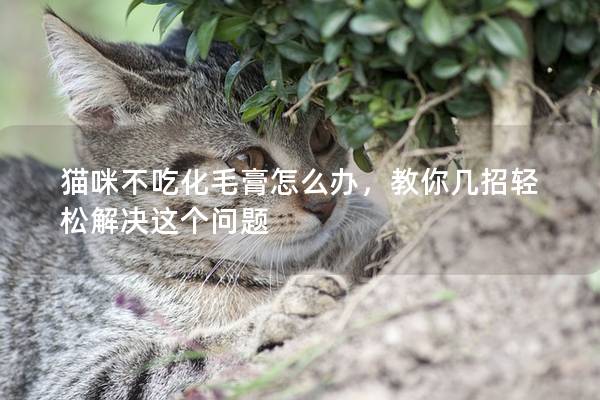 貓咪不吃化毛膏怎么辦，教你幾招輕松解決這個問題