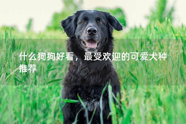 什么狗狗好看，最受歡迎的可愛犬種推薦
