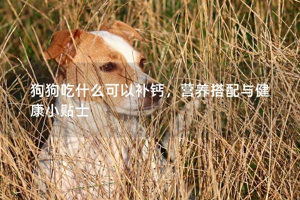 狗狗吃什么可以補鈣，營養搭配與健康小貼士