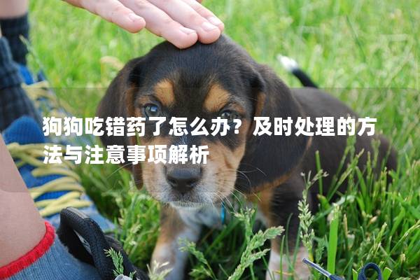 狗狗吃錯藥了怎么辦？及時處理的方法與注意事項解析