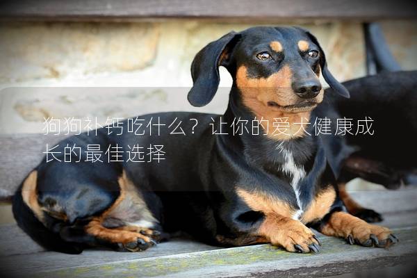 狗狗補(bǔ)鈣吃什么？讓你的愛(ài)犬健康成長(zhǎng)的最佳選擇