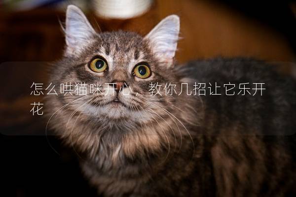 怎么哄貓咪開心，教你幾招讓它樂開花