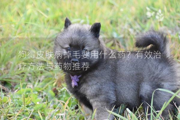 狗得皮膚病掉毛要用什么藥？有效治療方法與藥物推薦