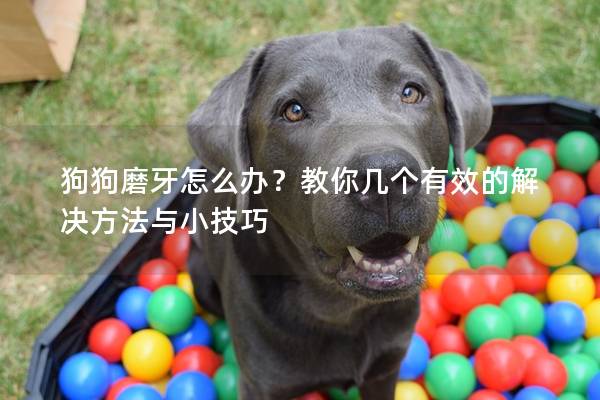 狗狗磨牙怎么辦？教你幾個有效的解決方法與小技巧