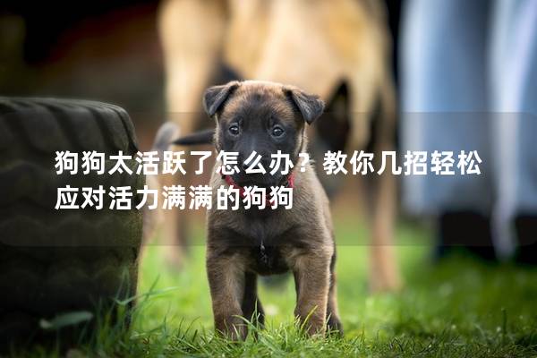 狗狗太活躍了怎么辦？教你幾招輕松應(yīng)對活力滿滿的狗狗