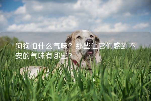 狗狗怕什么氣味？那些讓它們感到不安的氣味有哪些？