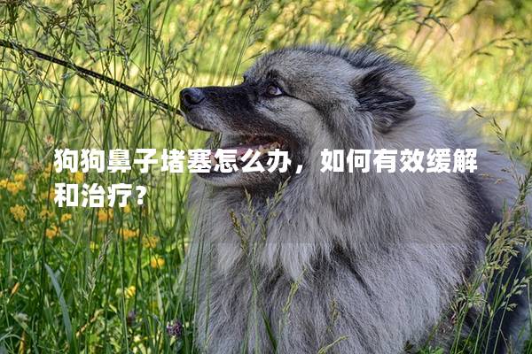 狗狗鼻子堵塞怎么辦，如何有效緩解和治療？