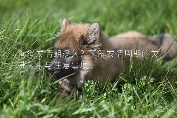 狗狗發情期多久?了解發情周期的關鍵因素與注意事項 狗狗發情期多久?了解發情周期的關鍵因素與注意事項