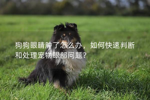 狗狗眼睛腫了怎么辦，如何快速判斷和處理寵物眼部問題？