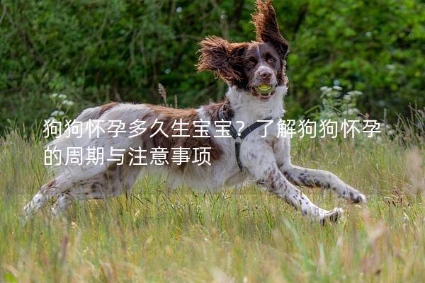 狗狗懷孕多久生寶寶？了解狗狗懷孕的周期與注意事項